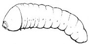 Insectenlarven Huisboktorlarven