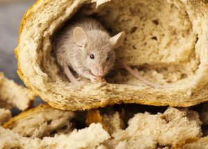 Huismuizen