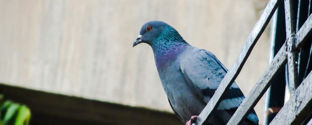 Duiven | Methodes tegen duivenoverlast | Duivenoverlast bestrijden