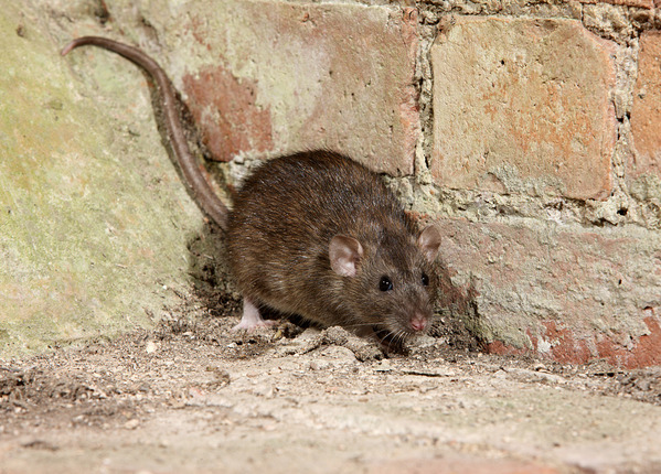 Bruine Rat rattenbestrijding