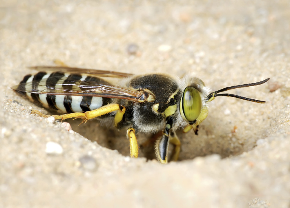 Graafwespen wespennesten laten bestrijden