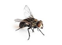 kamervliegen vliegende insecten