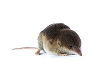 Spitsmuizen bestrijden knaagdieren
