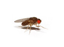 Vliegende Insecten bestrijden - ongediertebestrijding sneek