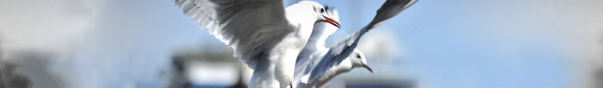 Vogelwering meeuwen verjagen