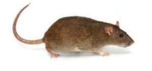 bruine rat bestrijden