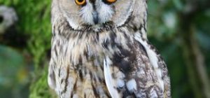 ransuil muizenplaag friesland