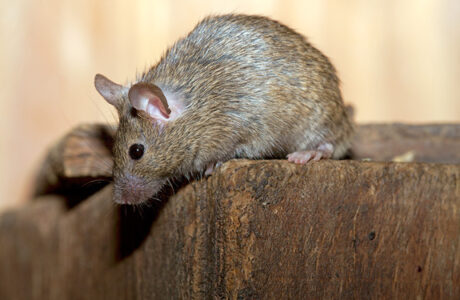 huismuis voorbeeld muizenplaag muizenbestrijding