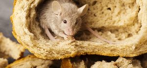 huismuis granen brood muizenbestrijding