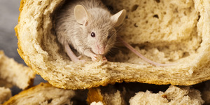 huismuis granen brood muizenbestrijding