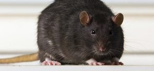 bestrijden zwarte rat