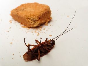 Kakkerlakken bestrijding ongediertebestrijding