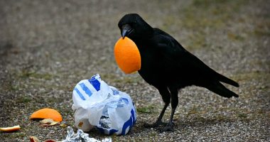 Kraai verjagen afval