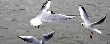 Meeuwen verjagen vogelwering overlast