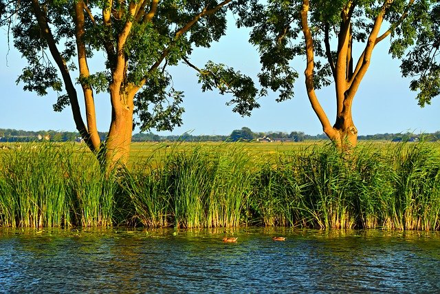 Ongediertebestrijding buren