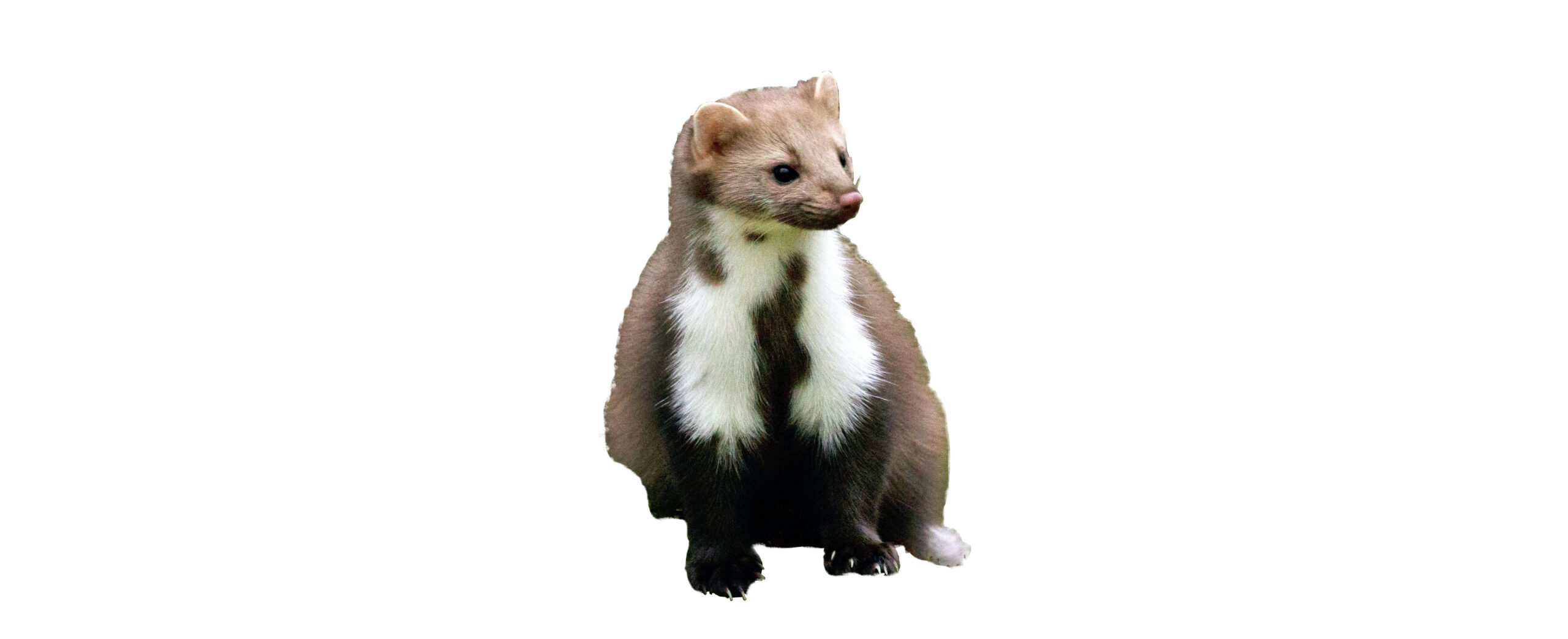 Steenmarter