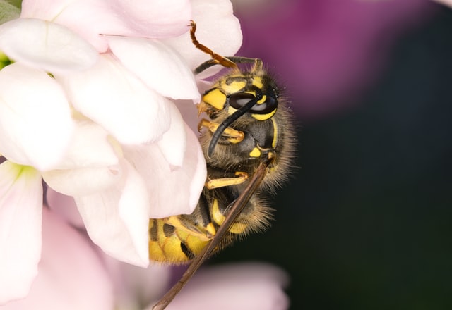 Wespenbestrijding Egmond