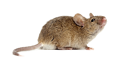 muizenbestrijding attack