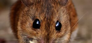 foto van een muis die eet