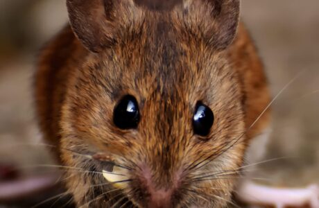 foto van een muis die eet