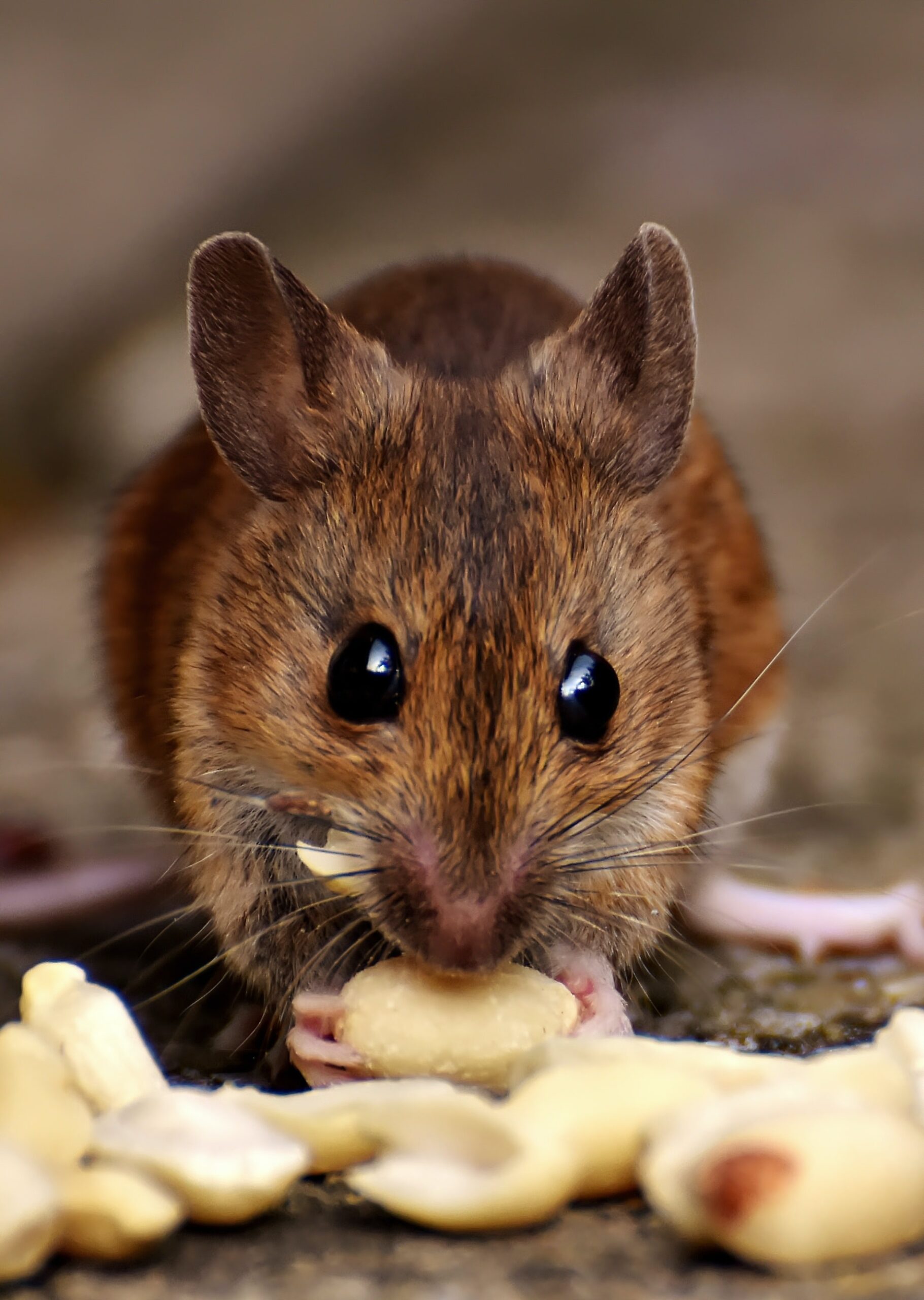 foto van een muis die eet